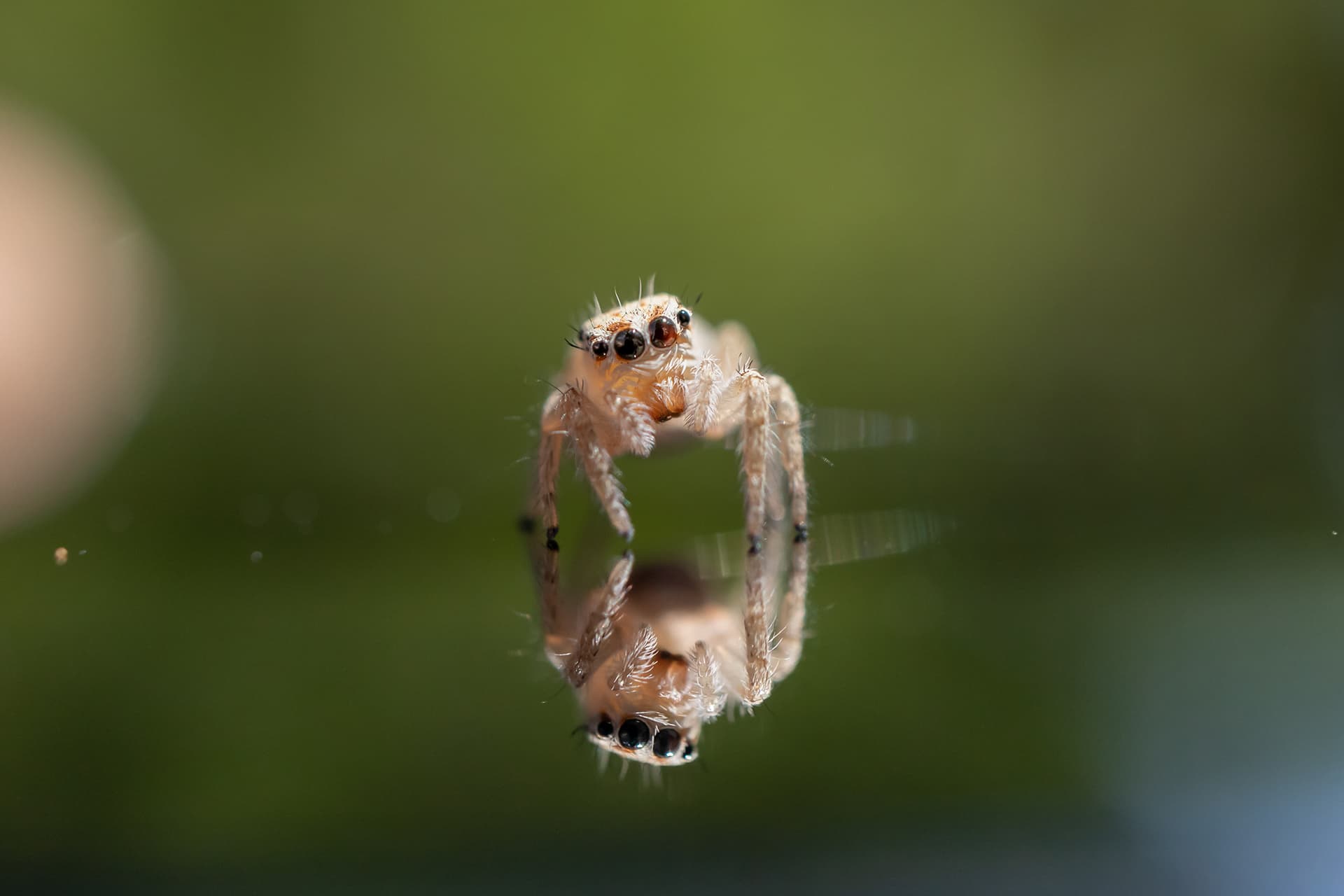 Featured macro photography image